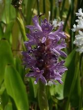 Pontederia cordata pink usato  Piazza Armerina