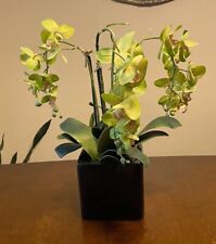 Yellow green orchid for sale  Naples