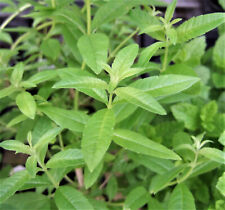 Lemon verbena aloysia for sale  NOTTINGHAM