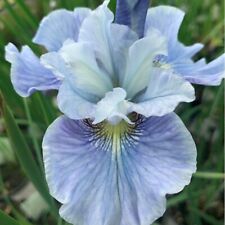 Siberian iris mission for sale  LAMPETER