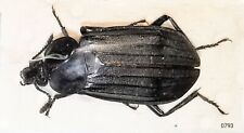 Silphidae Necrodes surinamensis 17-22mm A1 or A- (oil) from CANADA - #0793  for sale  Shipping to South Africa