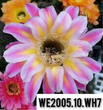 WE 2005 10 WH 7" Hybrid Astrophytum ariocarpus Lobivia Chinopsis Rare , used for sale  Shipping to South Africa