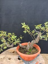 Bonsai quercia usato  Montevarchi