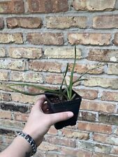 Aloe swynnertonii pot for sale  Houston