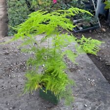 Plumosa fern live for sale  Norco