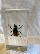 Asian antelope beetle for sale  PETERBOROUGH