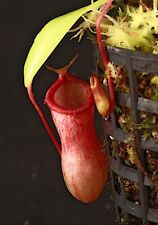 Nepenthes ventricose sibuyanen for sale  Shipping to Ireland