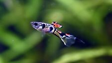 25 Staeck Endlers FRY  NOT Guppies - Livebearers - Live Tropical Fish for sale  BEDFORD