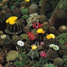Flower cactus crown for sale  WREXHAM