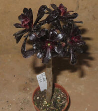 Aeonium arboreum atropurpureum gebraucht kaufen  Falkensee