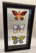 butterfly shadow box for sale  Carrollton