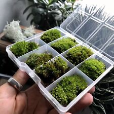 Premium bonsai moss for sale  WESTON-SUPER-MARE