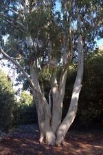 Eucalyptus dalrympleana mounta for sale  WARLINGHAM