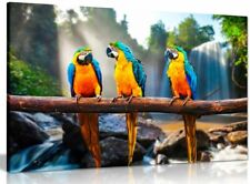 Colourful parrots macaws for sale  LONDON