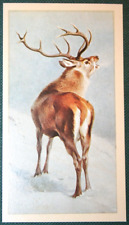 Red deer winter for sale  Shipping to Ireland
