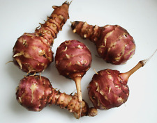 Jerusalem artichoke planting for sale  CRUMLIN