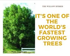 Austree willow hybrid for sale  New Salisbury