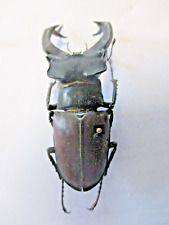lucanus for sale  Shipping to South Africa
