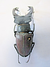 Entomologie Lucanidae Lucanus cervus male large 79.2 mm France-Montauban for sale  Shipping to South Africa