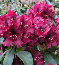 Großblumige rhododendron blac gebraucht kaufen  Bad Zwischenahn