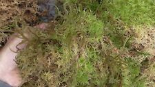 Fresh sphagnum moss for sale  LLANGOLLEN