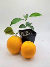 Valencia orange tree for sale  Bangor