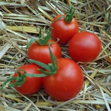 Graines tomates précoce d'occasion  Revigny-sur-Ornain