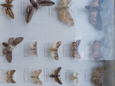 Schmetterlingsammlungen vintag gebraucht kaufen  Hamburg