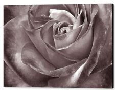 Rose black white for sale  High Point