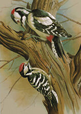 Pied barred woodpecker for sale  DEREHAM
