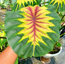 Colocasia Light Pillar esculenta species New HB Elephant ear + Phyto Cert for sale  Shipping to South Africa