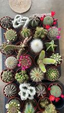 Mini cactus lucky for sale  MONTROSE