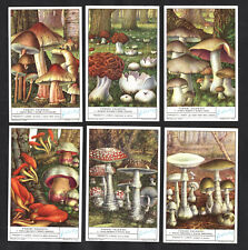 Inedible fungi toadstools for sale  BRIDPORT