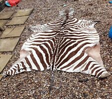 Taxidermy large zebra for sale  DERBY