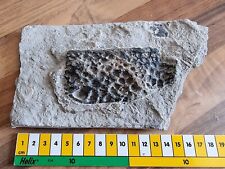 Fossil turtle carapace for sale  Shipping to Ireland