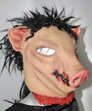 Adult porky pig for sale  UK