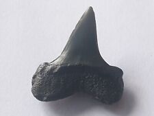 Shark tooth anomotodon d'occasion  Valence