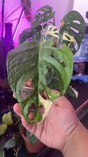 Monstera adansonii variegata d'occasion  Reims