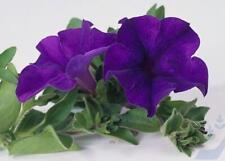 Surfinia trailing petunia for sale  Shipping to Ireland