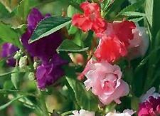 Balsam Camelia- Impatiens- 50 seeds- BOGO 50% off SALE for sale  Shipping to South Africa