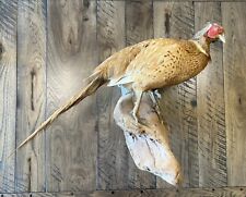 Vintage taxidermy pheasant for sale  Ettrick