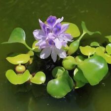 Water hyacinth pond for sale  Santa Ana