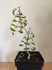 Wisteria plant bonsai for sale  GRAYS