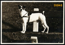 dulce perro en banco, animal, mascota, fotografía vintage, década de 1930  segunda mano  Embacar hacia Argentina