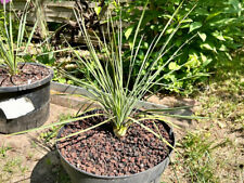 Yucca linearifolia ssp. usato  Spedire a Italy