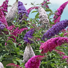 Butterfly bush live for sale  Omaha