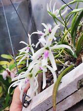 Leptodes bicolor cattleya for sale  Carpinteria