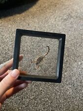 Taxidermy scorpion frame for sale  MAIDSTONE