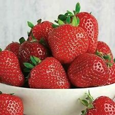 Strawberry elsanta bare for sale  COLCHESTER