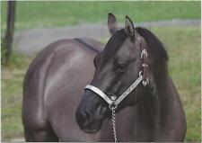 Horse postcard quarter for sale  ALTON